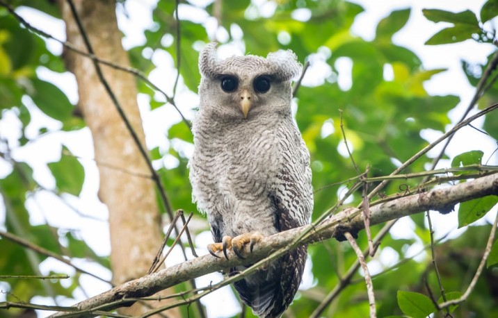 Miri City and Piasau Nature Reserve